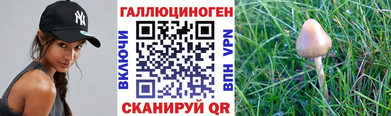 Псилоцибиновые грибы Psilocybe  Поронайск 